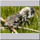 Andrena vaga - Weiden-Sandbiene -02- w08 13mm.jpg